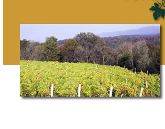 Potomac Highland Winery vineyard