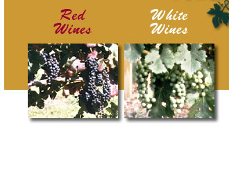 red and white wine images